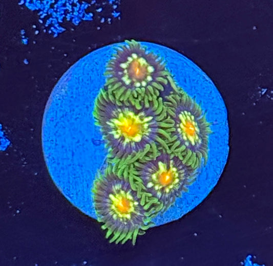 Stargazer zoa