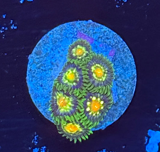 Stargazer zoa