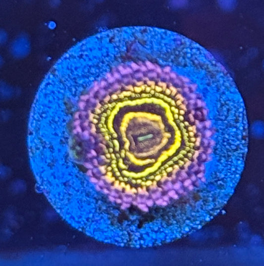 Stratosphere zoa