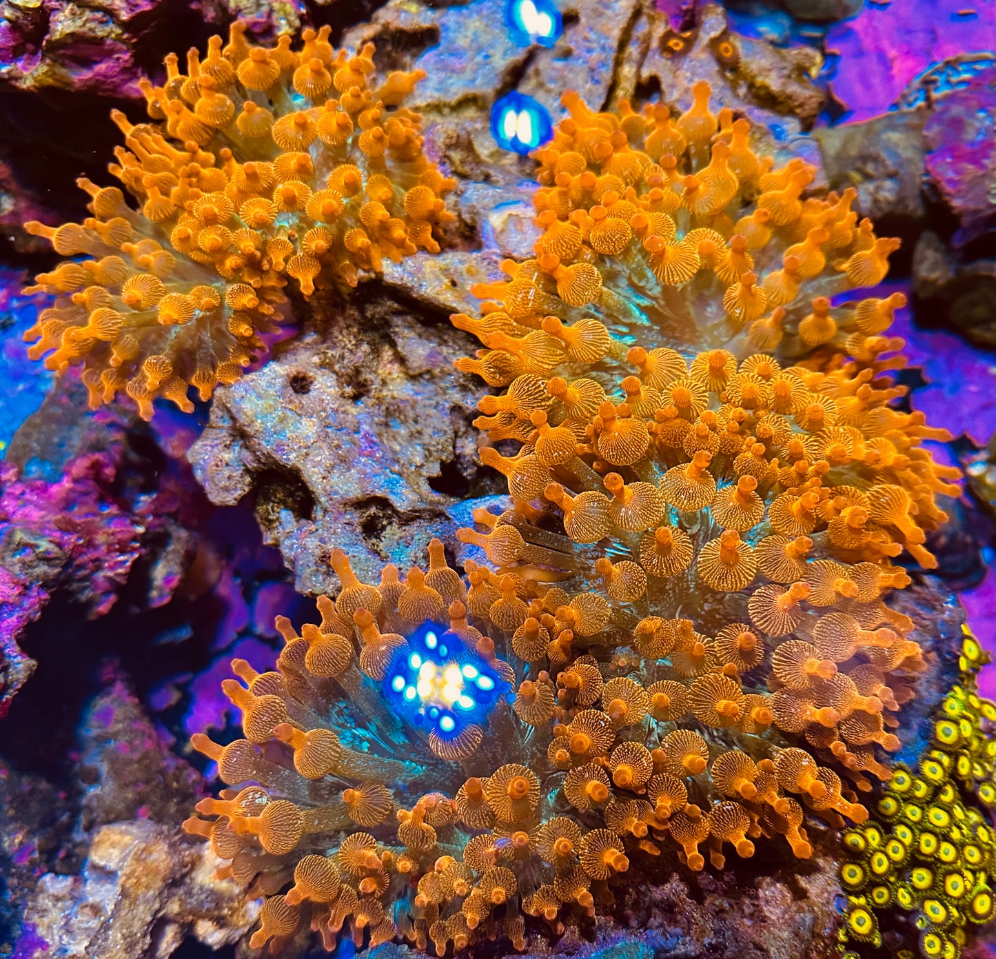 Rainbow anemone 100% Aquaculture