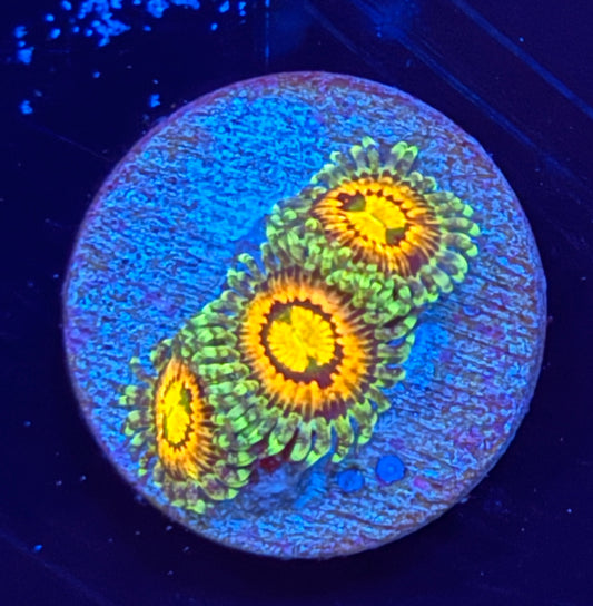 Rainbow Incinerator zoa