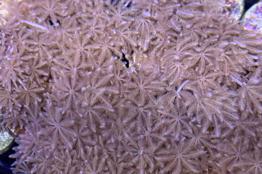Pulsing Xenia