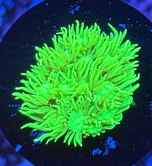 Neon green gonipora