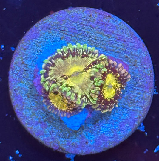 Grim Reaper zoa
