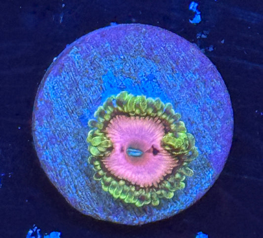 Pink Diamond zoa