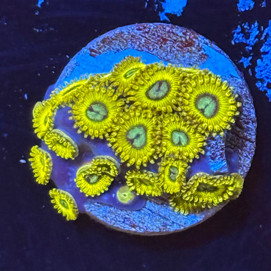 Pikachu Zoa
