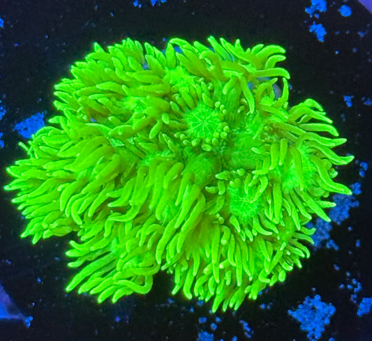 Neon Green goni