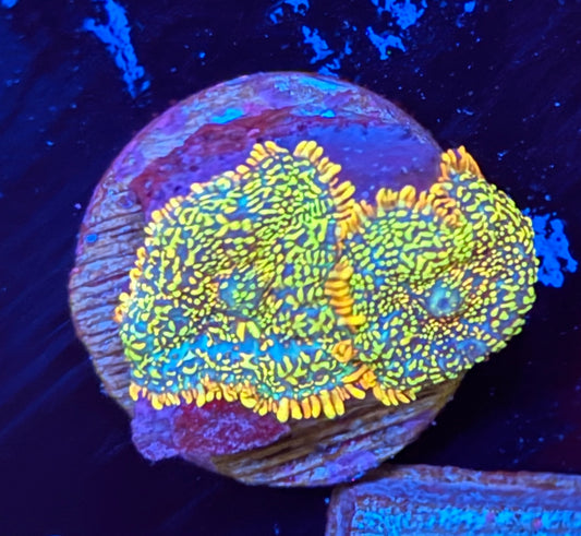 Rainbow Rhodactis Mushroom