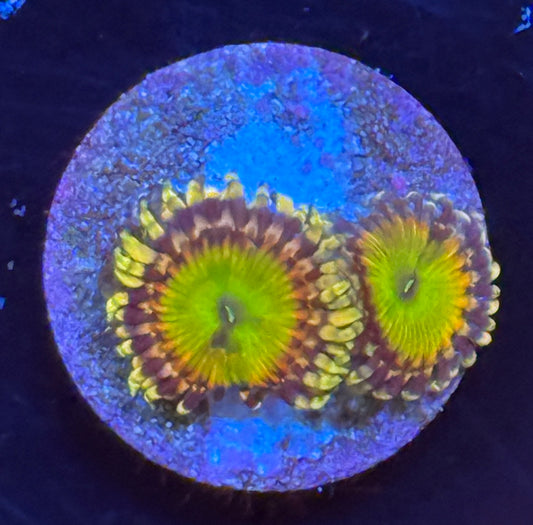 Hyper Jubilee zoa