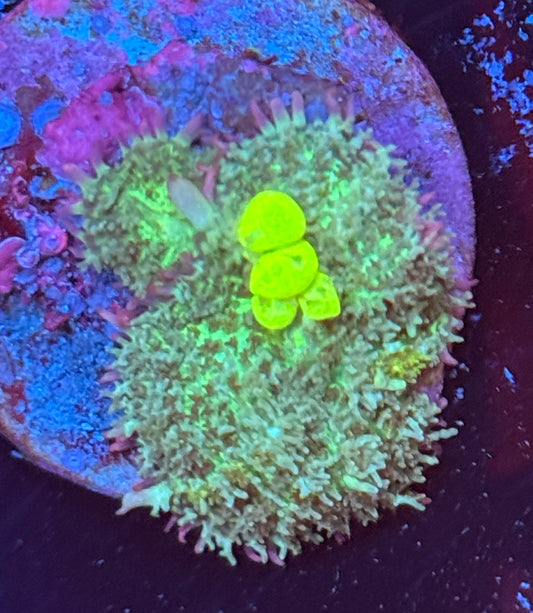 Yellow bounce mushroom