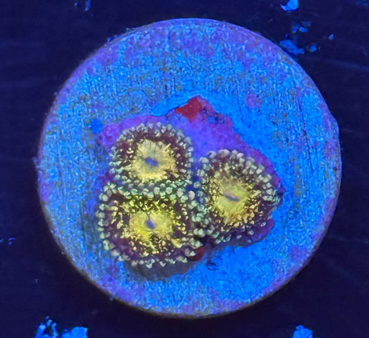 Grim Reaper zoa