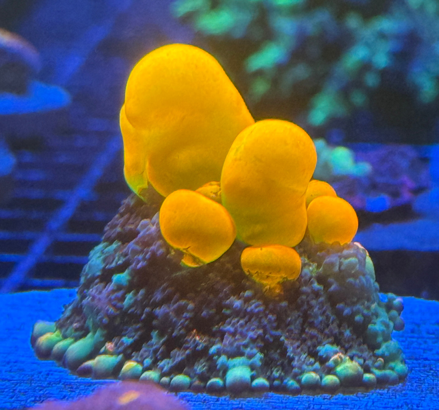 WWC OG bounces mushroom