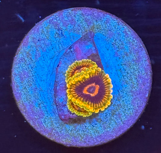Mind Trick Zoa