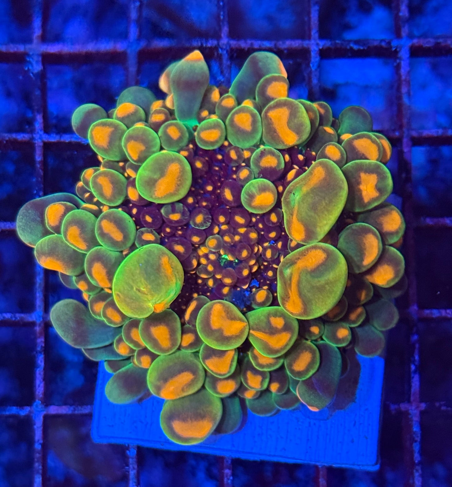 Og Godzilla bounce Mushroom